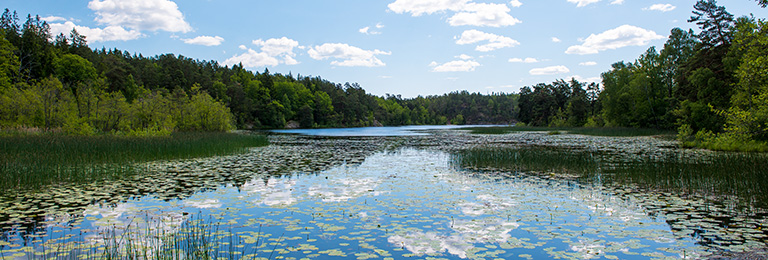 IM768x260-Gently-Flowing-River-Through-Forest