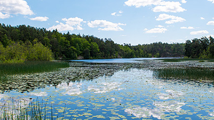 435x245-gently-flowing-river-through-forest